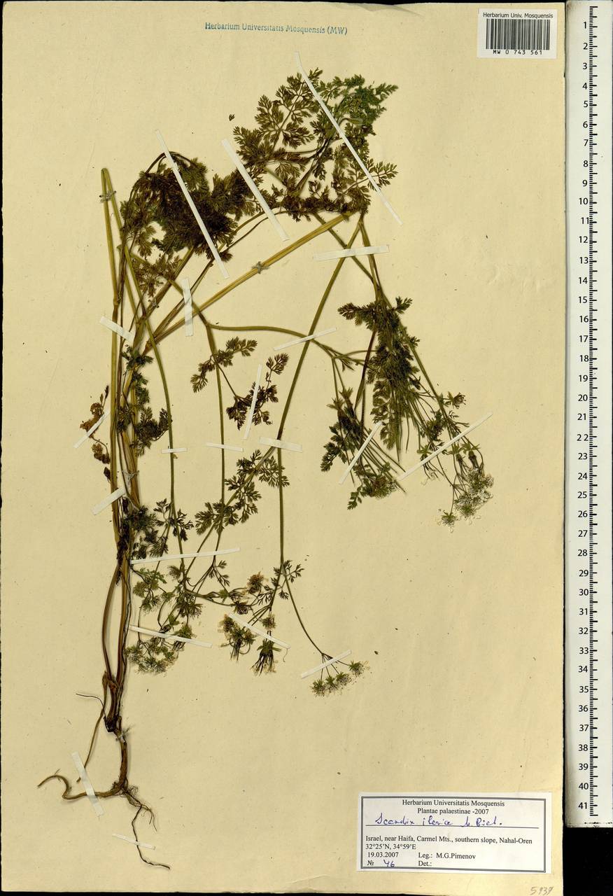 Скандикс грузинский M. Bieb., Зарубежная Азия (ASIA) (Израиль)