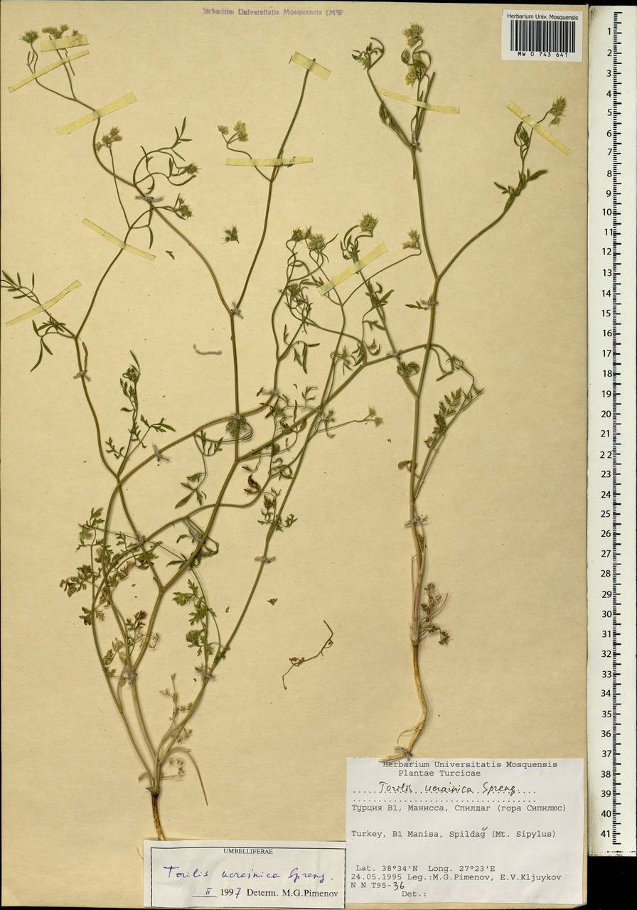 Пупырник украинский Spreng., Зарубежная Азия (ASIA) (Турция)