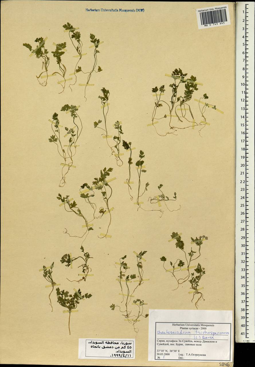 Torilis trichosperma (L.) Spreng., Зарубежная Азия (ASIA) (Сирия)