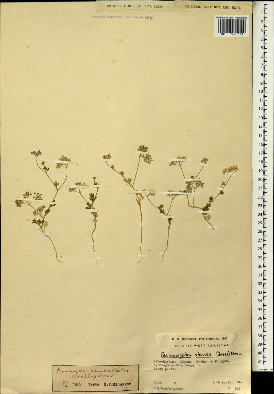 Psammogeton ranunculifolius (Boiss.) Engstrand, Зарубежная Азия (ASIA) (Пакистан)