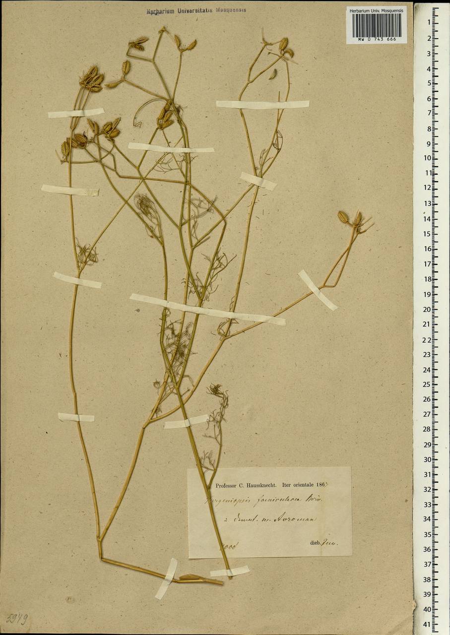 Glochidotheca foeniculacea (Fenzl) Fenzl, Зарубежная Азия (ASIA) (Иран)