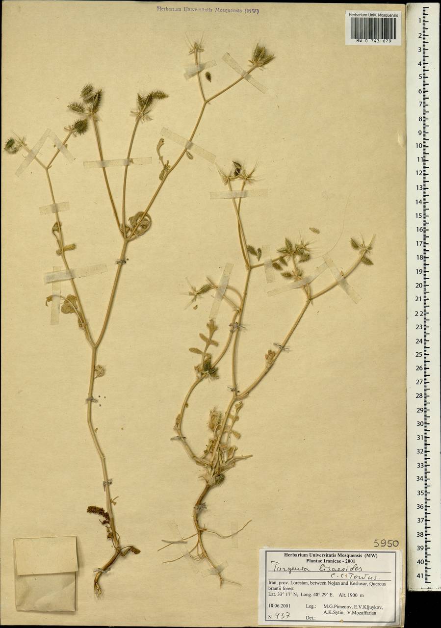 Turgenia lisaeoides C. C. Towns., Зарубежная Азия (ASIA) (Иран)