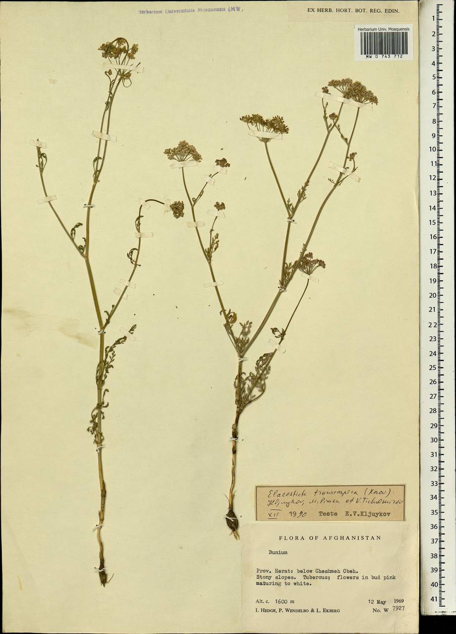 Скалигерия закаспийская Korovin, Зарубежная Азия (ASIA) (Афганистан)