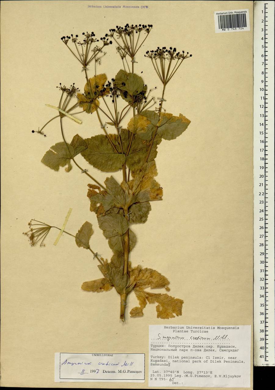Smyrnium creticum Mill., Зарубежная Азия (ASIA) (Турция)