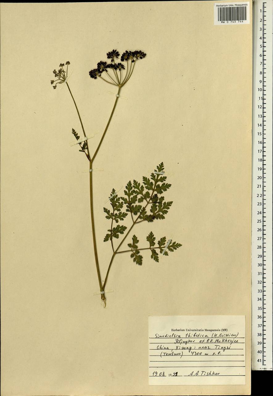 Sinodielsia thibetica (H. Boissieu) Kljuykov & P. K. Mukh., Зарубежная Азия (ASIA) (КНР)