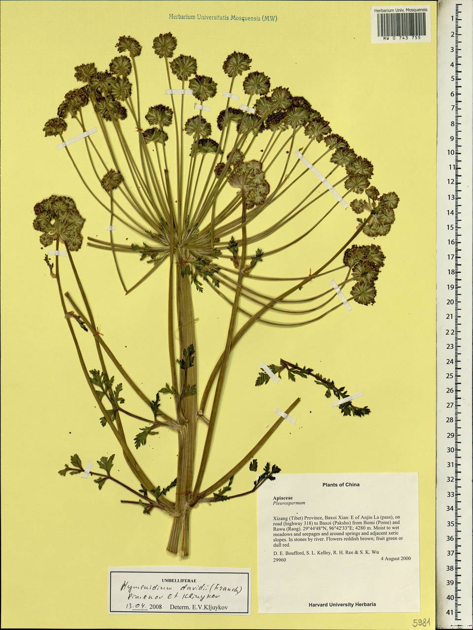 Pleurospermum davidii Franch., Зарубежная Азия (ASIA) (КНР)
