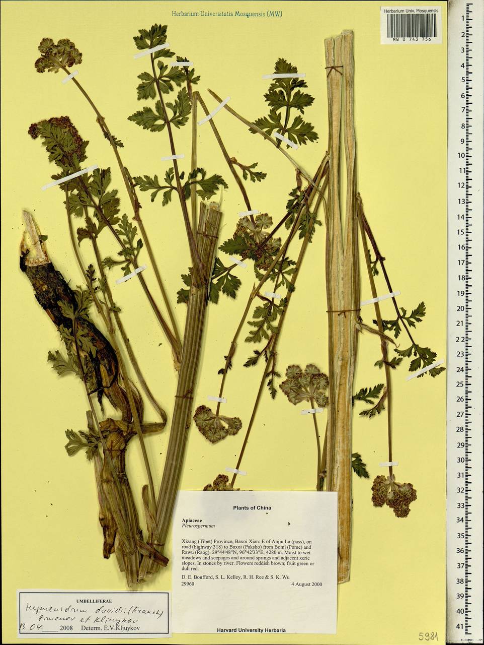 Pleurospermum davidii Franch., Зарубежная Азия (ASIA) (КНР)