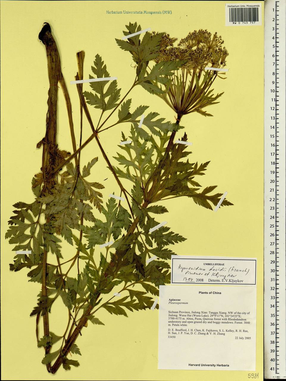 Pleurospermum davidii Franch., Зарубежная Азия (ASIA) (КНР)