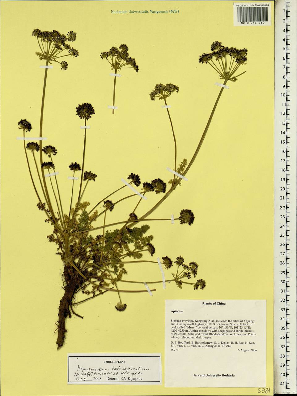 Hymenidium heterosciadium (H.Wolff) Pimenov & Kljuykov, Зарубежная Азия (ASIA) (КНР)