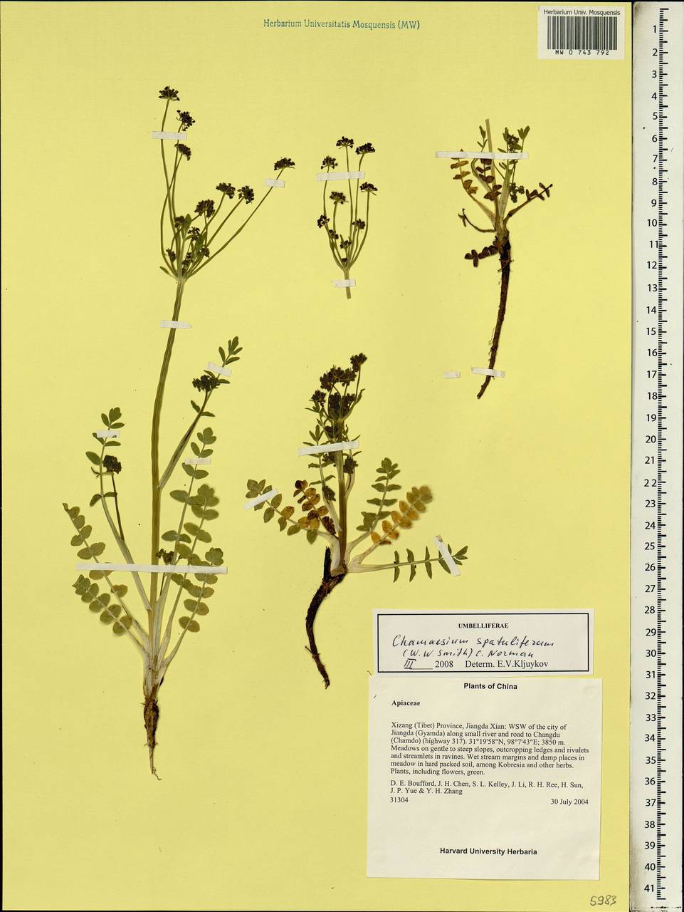Chamaesium novemjugum (C. B. Cl.) C. Norman, Зарубежная Азия (ASIA) (КНР)