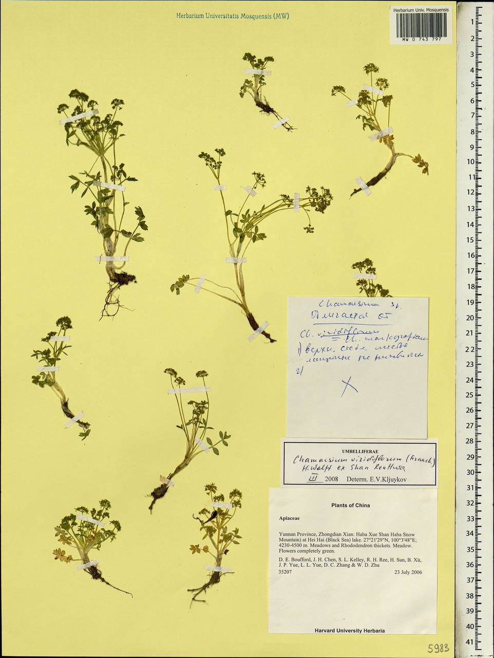 Chamaesium viridiflorum (Franch.) H. Wolff ex Shan, Зарубежная Азия (ASIA) (КНР)