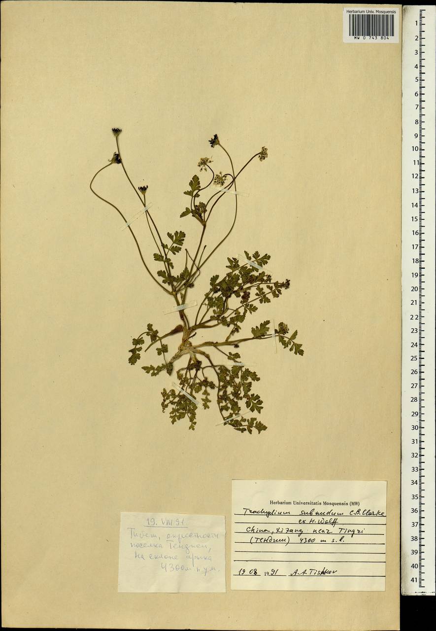 Trachydium subnudum C. B. Clarke ex H. Wolff, Зарубежная Азия (ASIA) (КНР)
