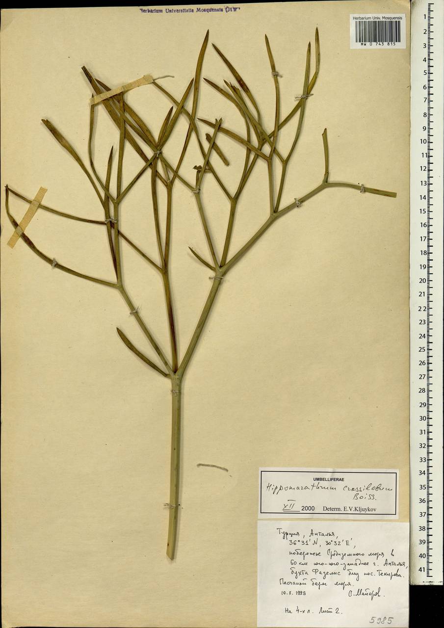 Cachrys crassiloba (Boiss.) Meikle, Зарубежная Азия (ASIA) (Турция)