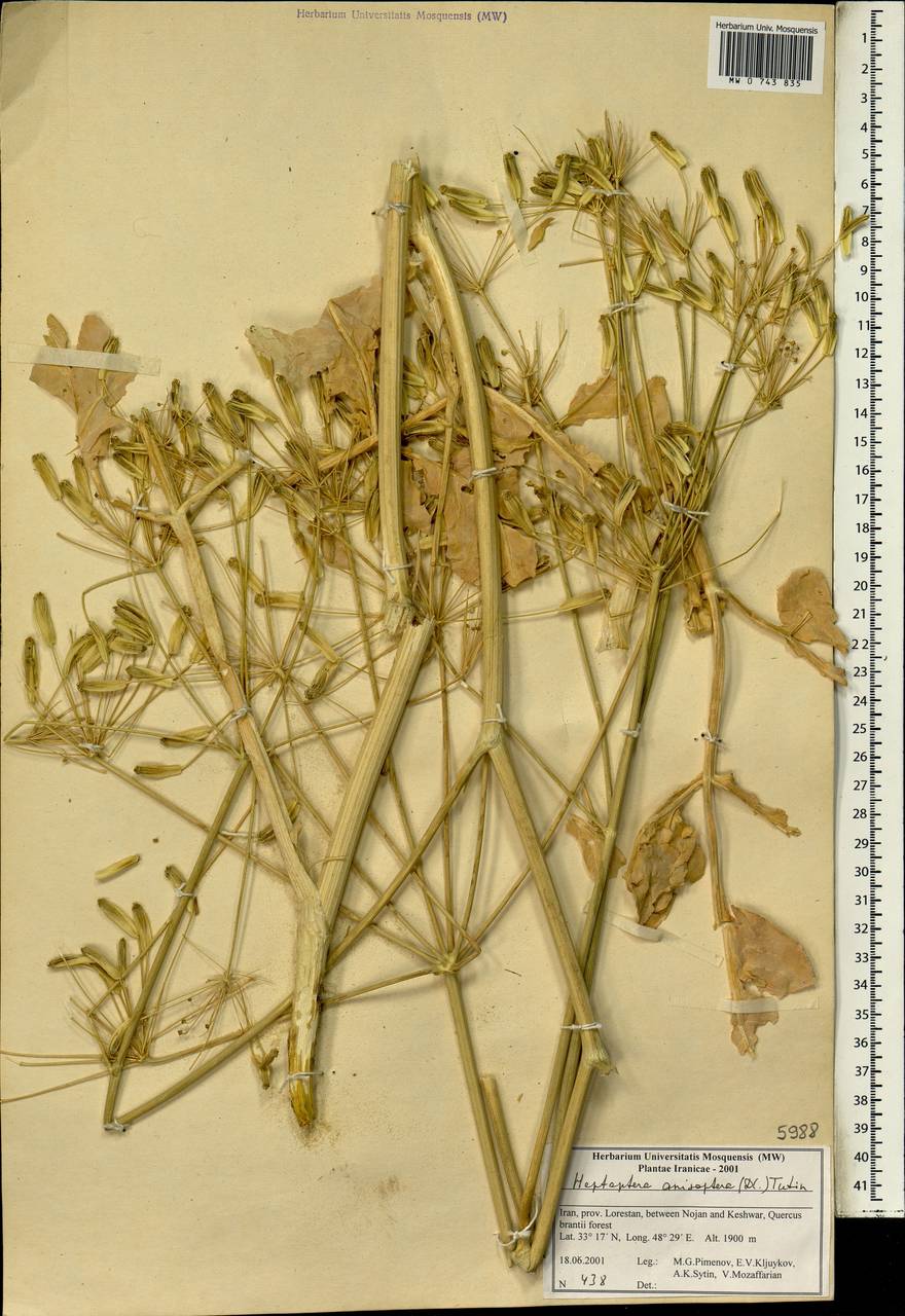 Heptaptera anisoptera (DC.) Tutin, Зарубежная Азия (ASIA) (Иран)