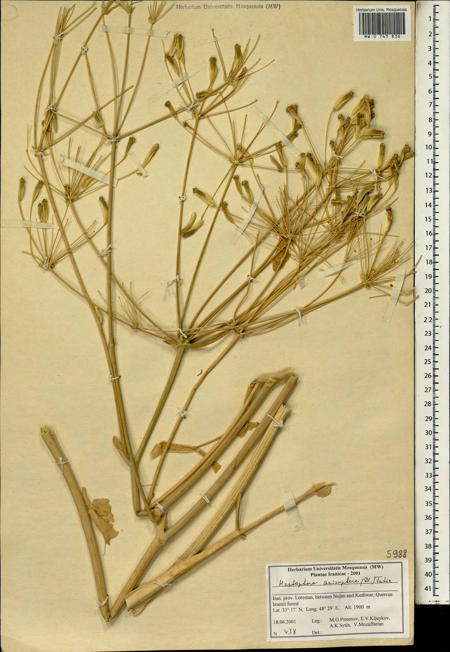 Heptaptera anisoptera (DC.) Tutin, Зарубежная Азия (ASIA) (Иран)