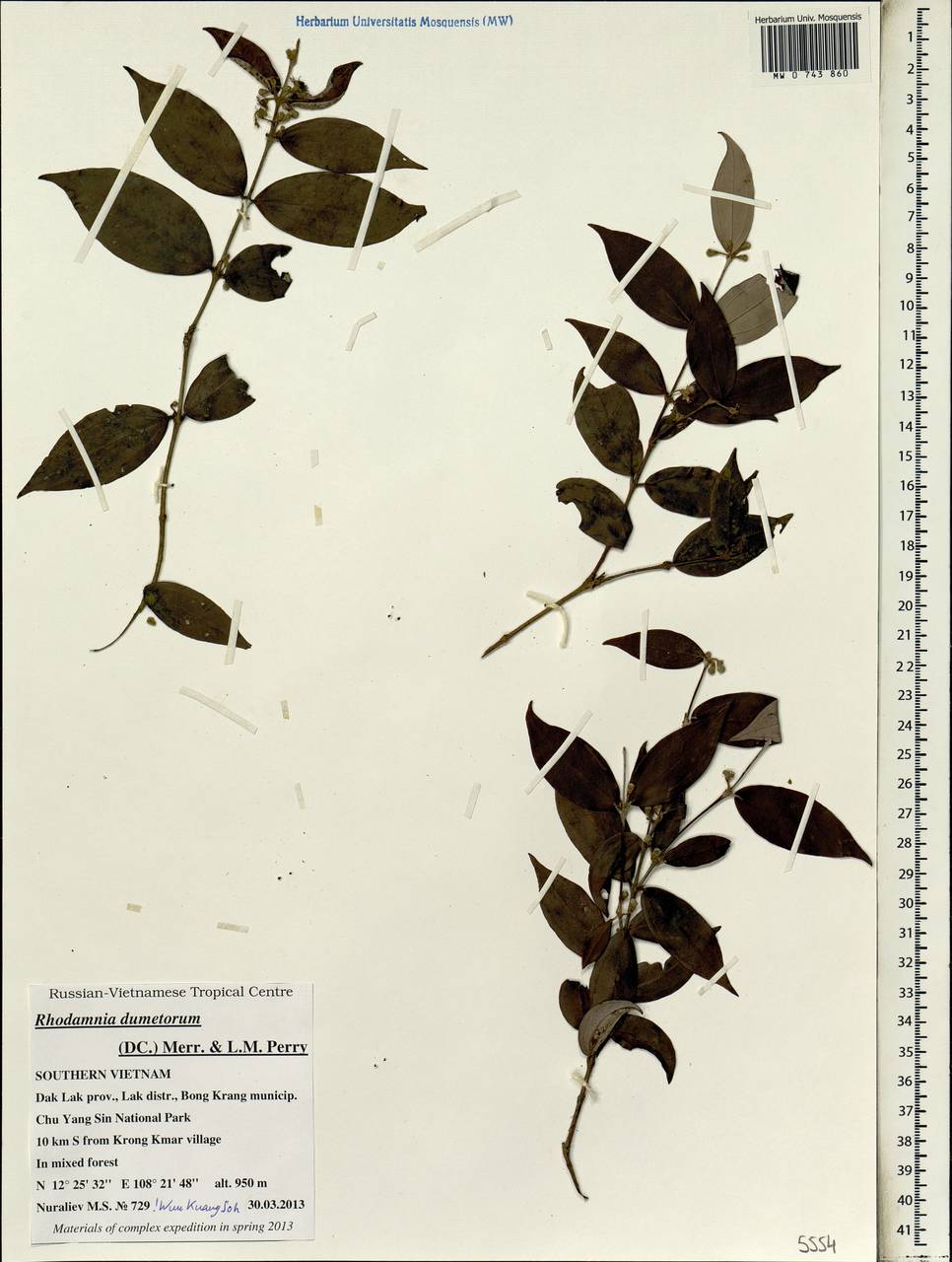 Rhodamnia dumetorum (DC.) Merr. & L. M. Perry, Зарубежная Азия (ASIA) (Вьетнам)