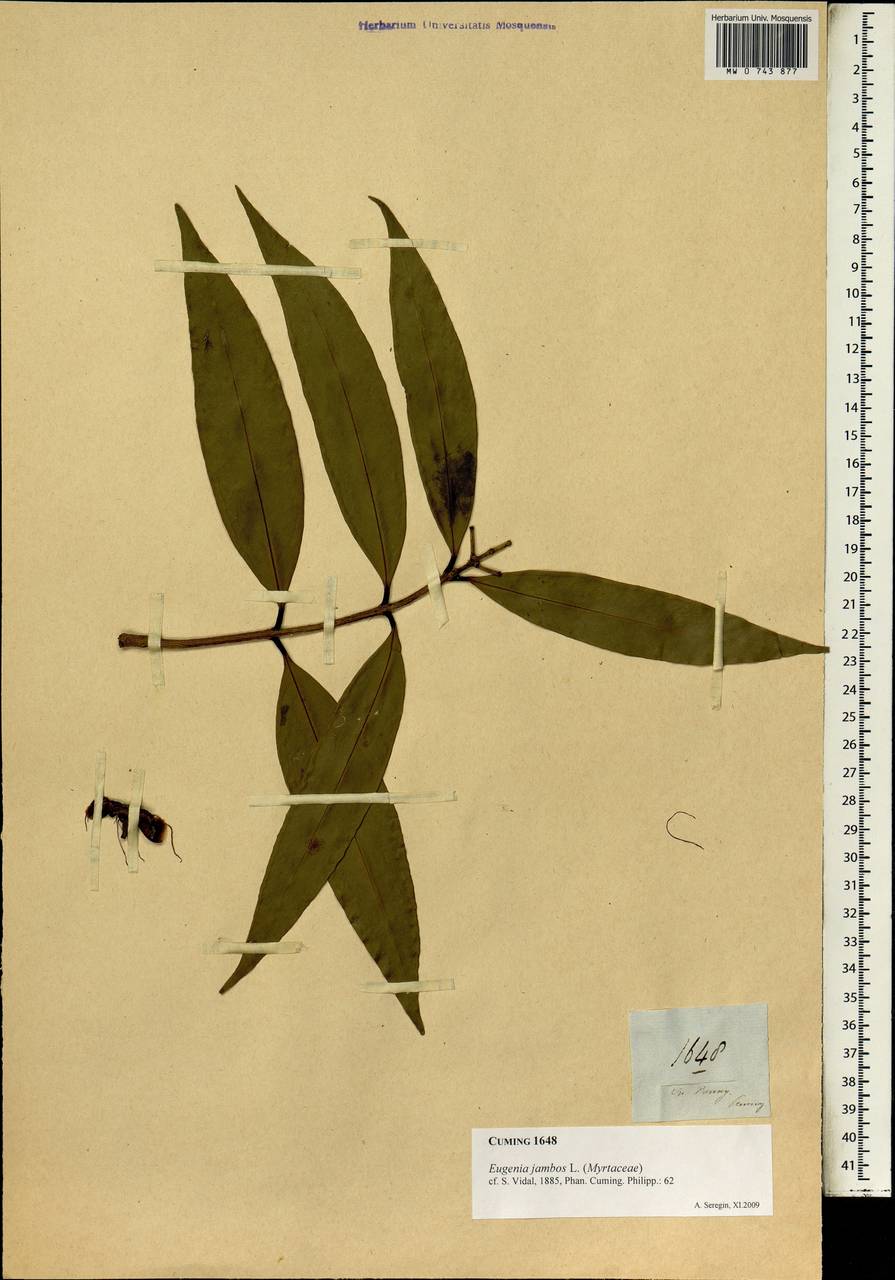 Eugenia jambosoides C. Wright ex Griseb., Зарубежная Азия (ASIA) (Филиппины)