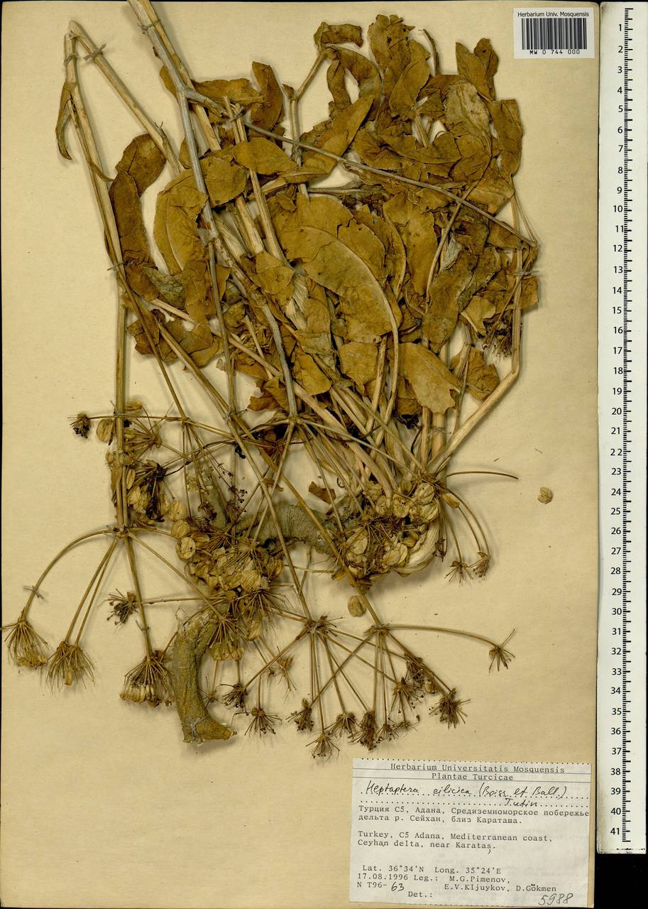 Heptaptera cilicica (Boiss. & Balansa) Tutin, Зарубежная Азия (ASIA) (Турция)