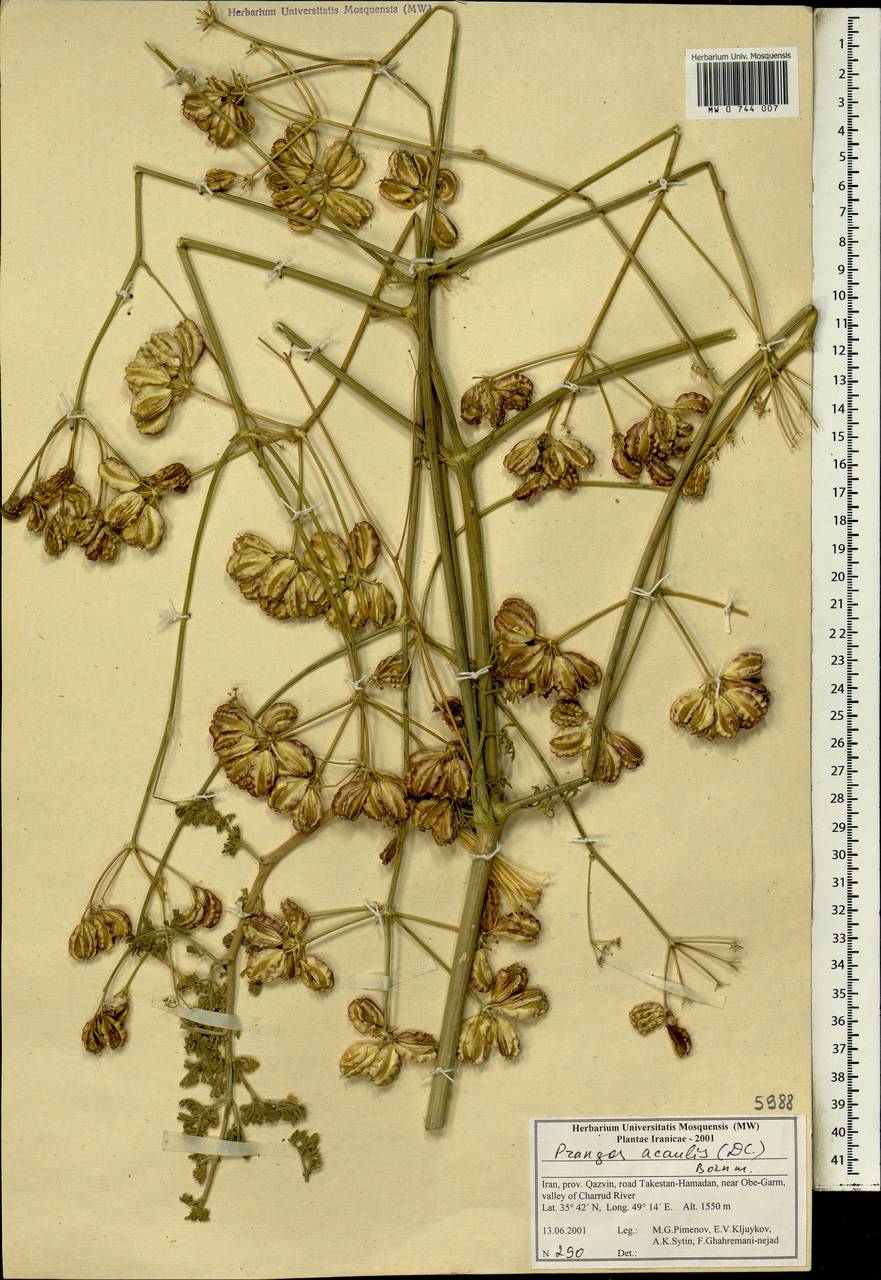 Прангос бесстебельный (DC.) Bornm., Зарубежная Азия (ASIA) (Иран)