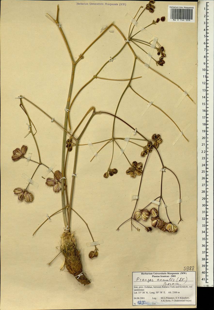 Прангос бесстебельный (DC.) Bornm., Зарубежная Азия (ASIA) (Иран)