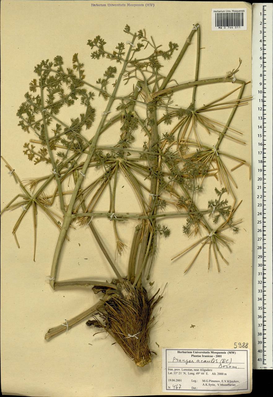 Прангос бесстебельный (DC.) Bornm., Зарубежная Азия (ASIA) (Иран)
