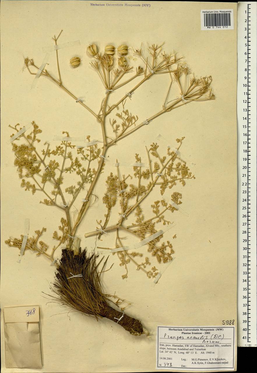 Прангос бесстебельный (DC.) Bornm., Зарубежная Азия (ASIA) (Иран)