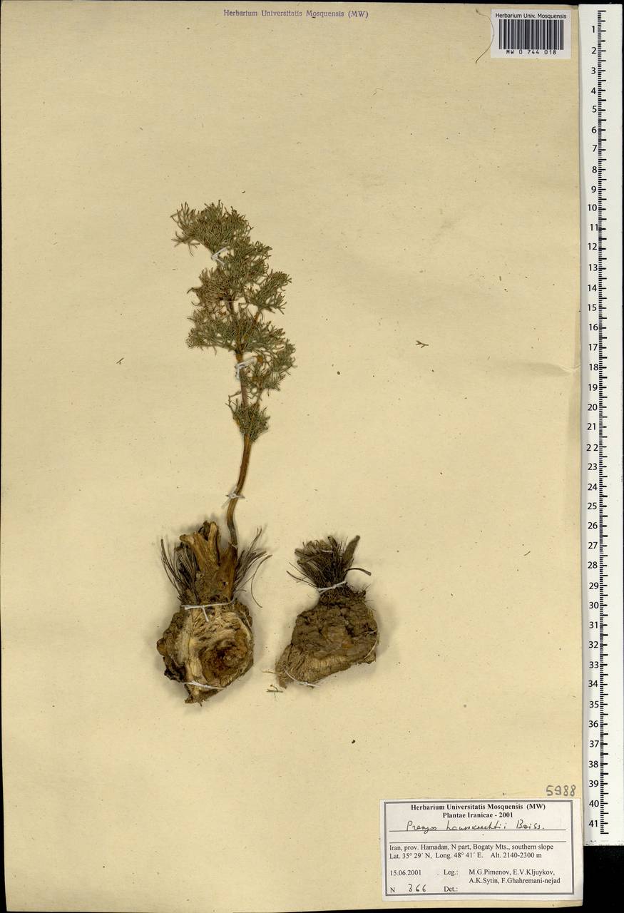 Prangos asperula subsp. haussknechtii (Boiss.) Herrnst. & Heyn, Зарубежная Азия (ASIA) (Иран)