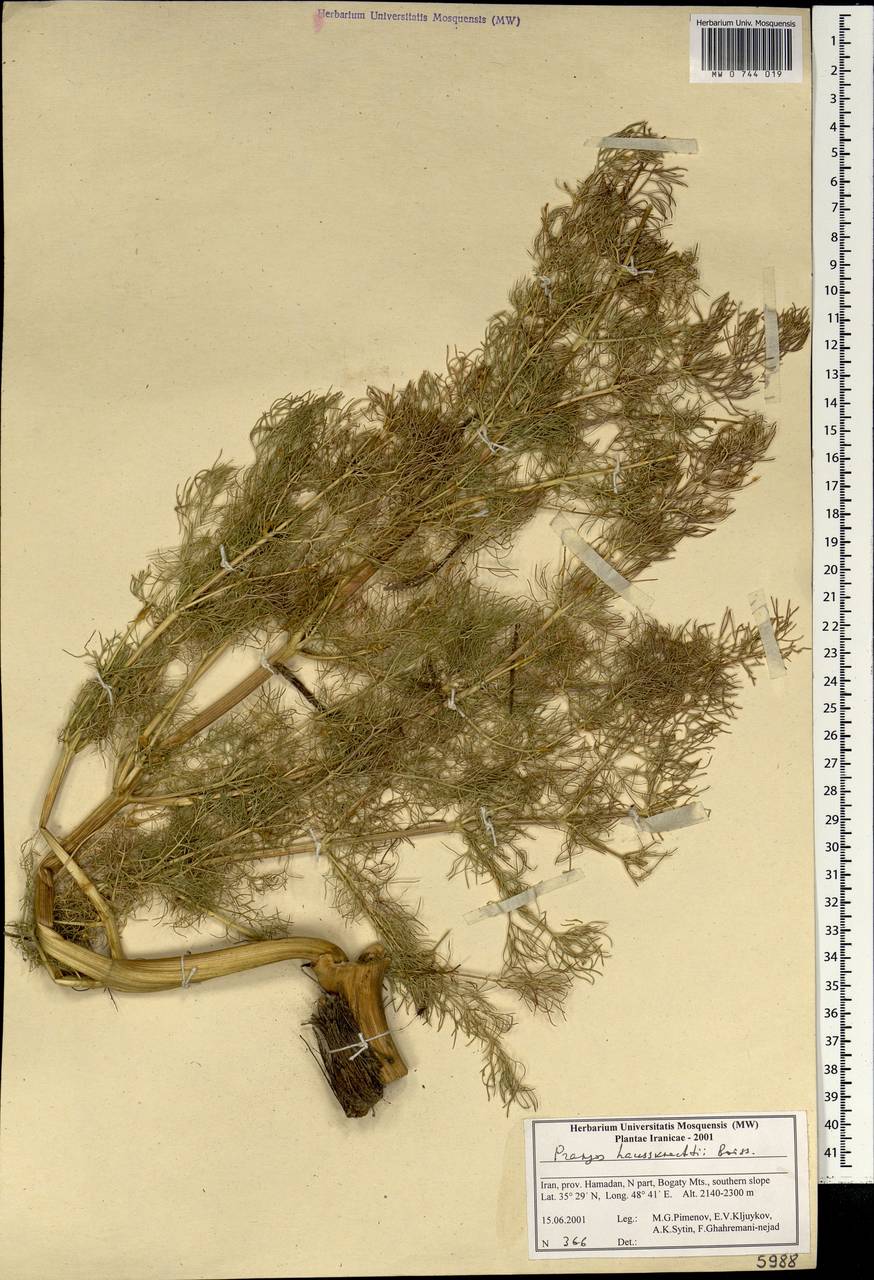 Prangos asperula subsp. haussknechtii (Boiss.) Herrnst. & Heyn, Зарубежная Азия (ASIA) (Иран)