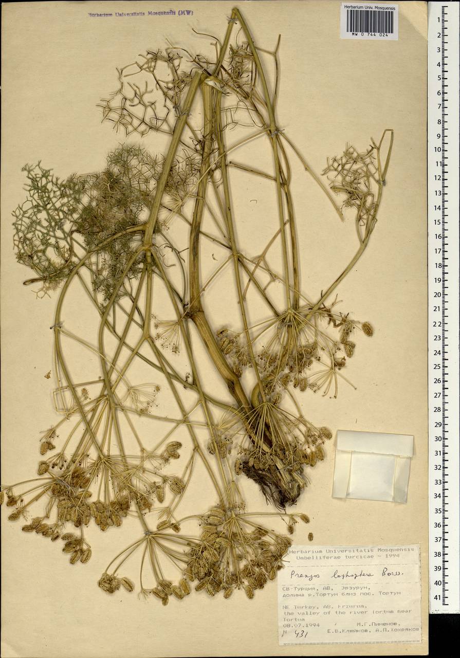 Прангос кормовой, Зарубежная Азия (ASIA) (Турция)