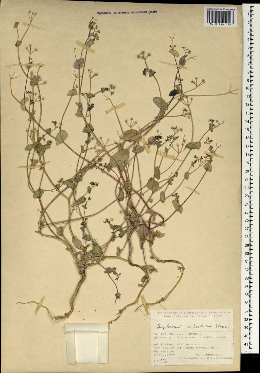 Bupleurum schistosum Woronow, Зарубежная Азия (ASIA) (Турция)
