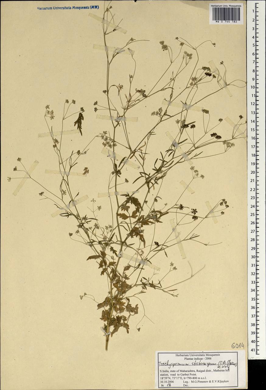 Trachyspermum roxburghianum (DC.) H. Wolff, Зарубежная Азия (ASIA) (Индия)