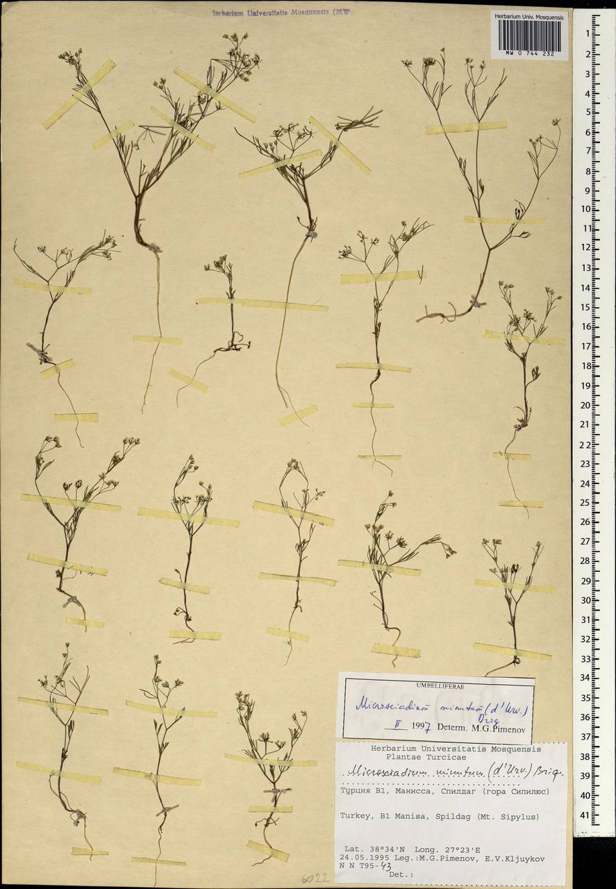 Microsciadium minutum (d'Urv.) Briq., Зарубежная Азия (ASIA) (Турция)