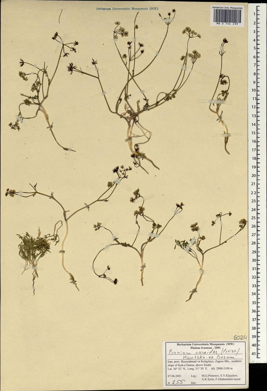 Elwendia caroides Boiss., Зарубежная Азия (ASIA) (Иран)