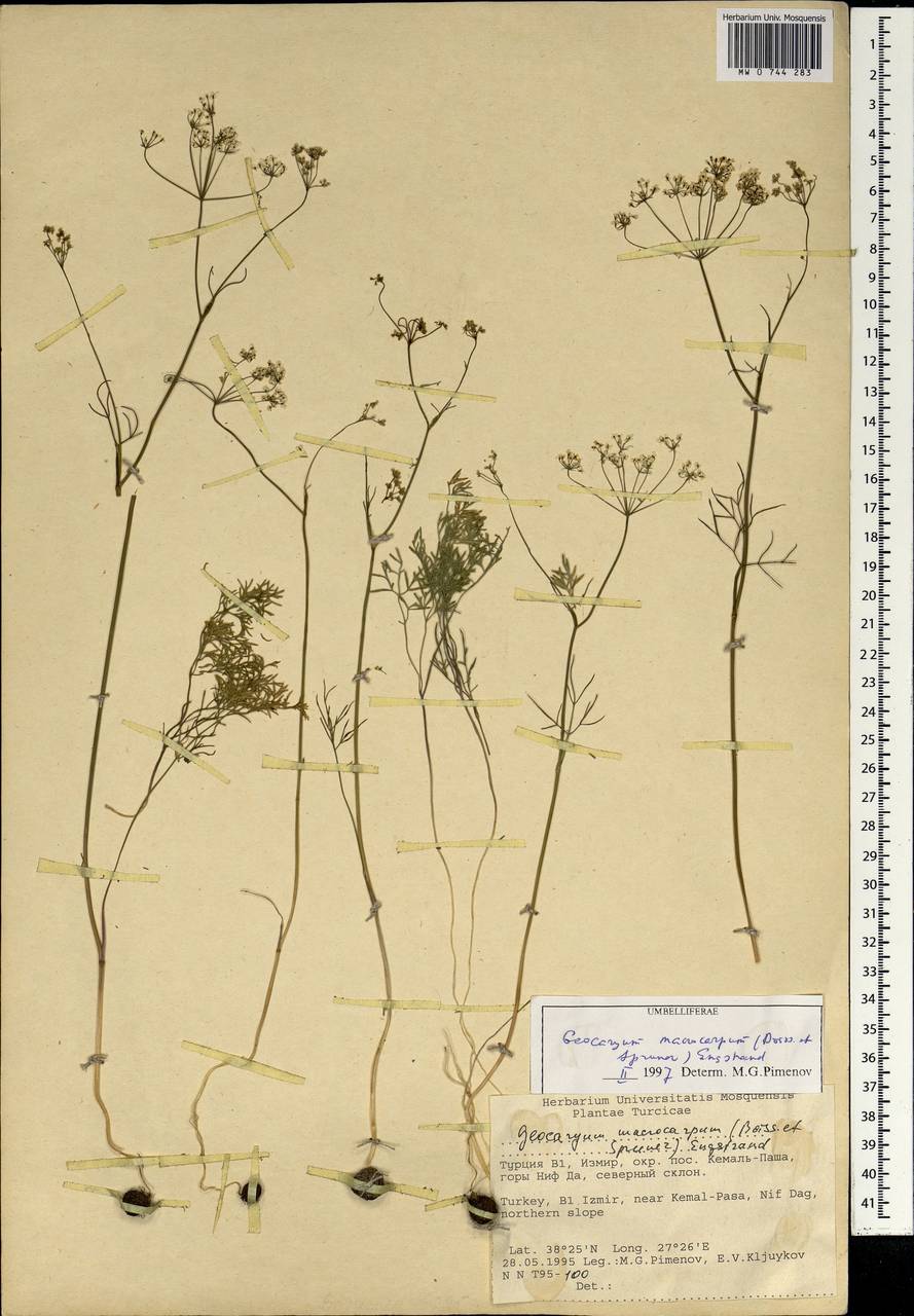 Geocaryum macrocarpum (Boiss. & Spruner) Engstrand, Зарубежная Азия (ASIA) (Турция)