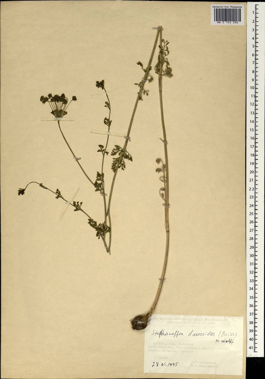 Stefanoffia daucoides (Boiss.) H. Wolff, Зарубежная Азия (ASIA) (Турция)