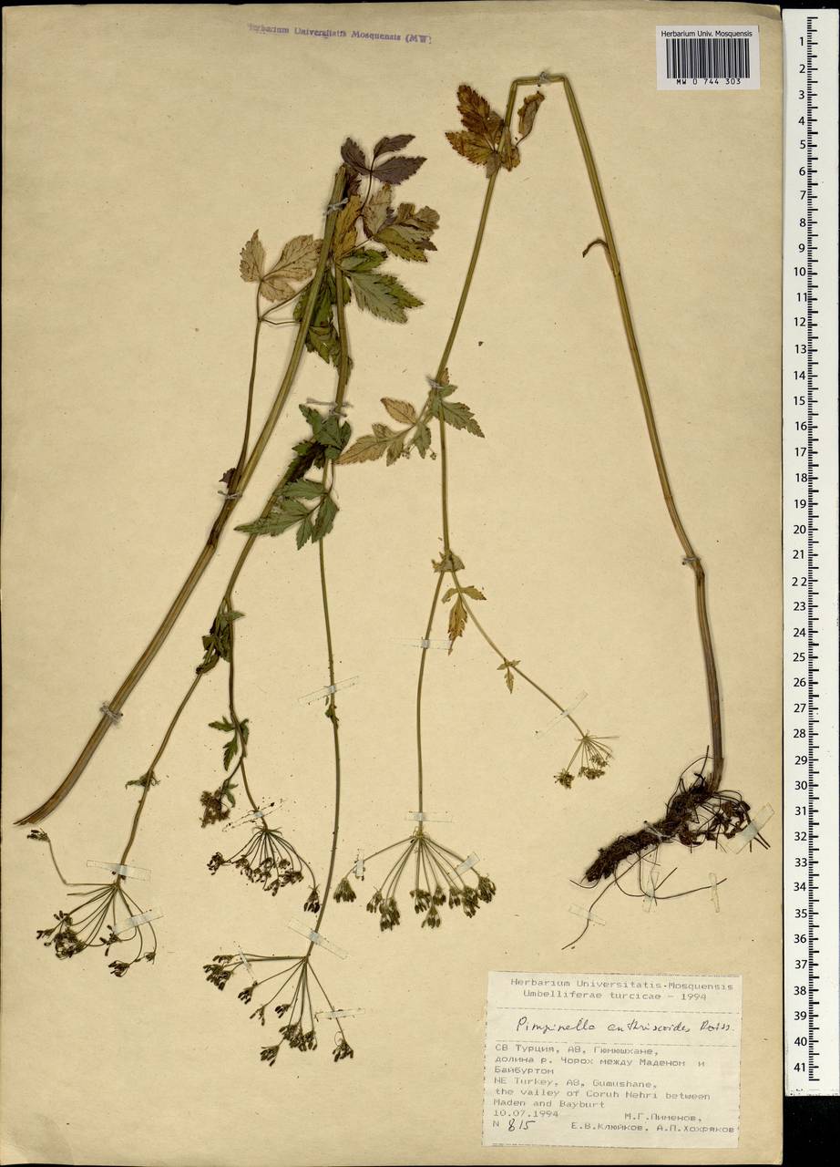 Aegopodium tribracteolatum Schmalh., Зарубежная Азия (ASIA) (Турция)