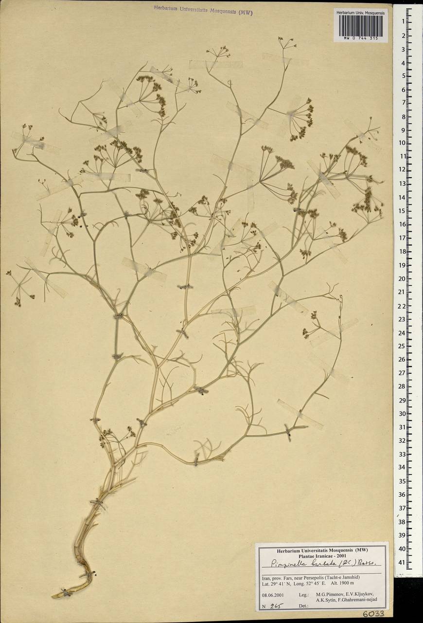 Pimpinella barbata (DC.) Boiss., Зарубежная Азия (ASIA) (Иран)