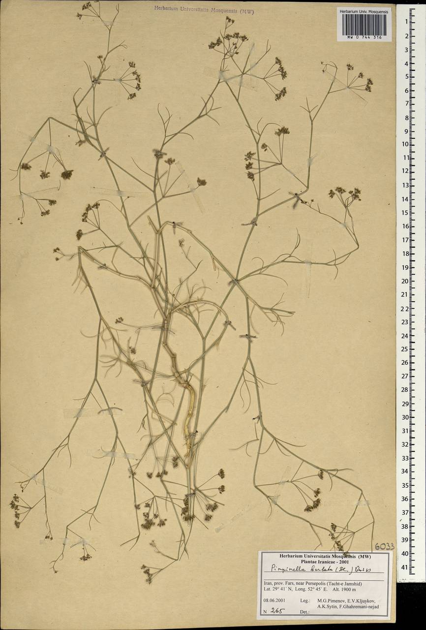 Pimpinella barbata (DC.) Boiss., Зарубежная Азия (ASIA) (Иран)