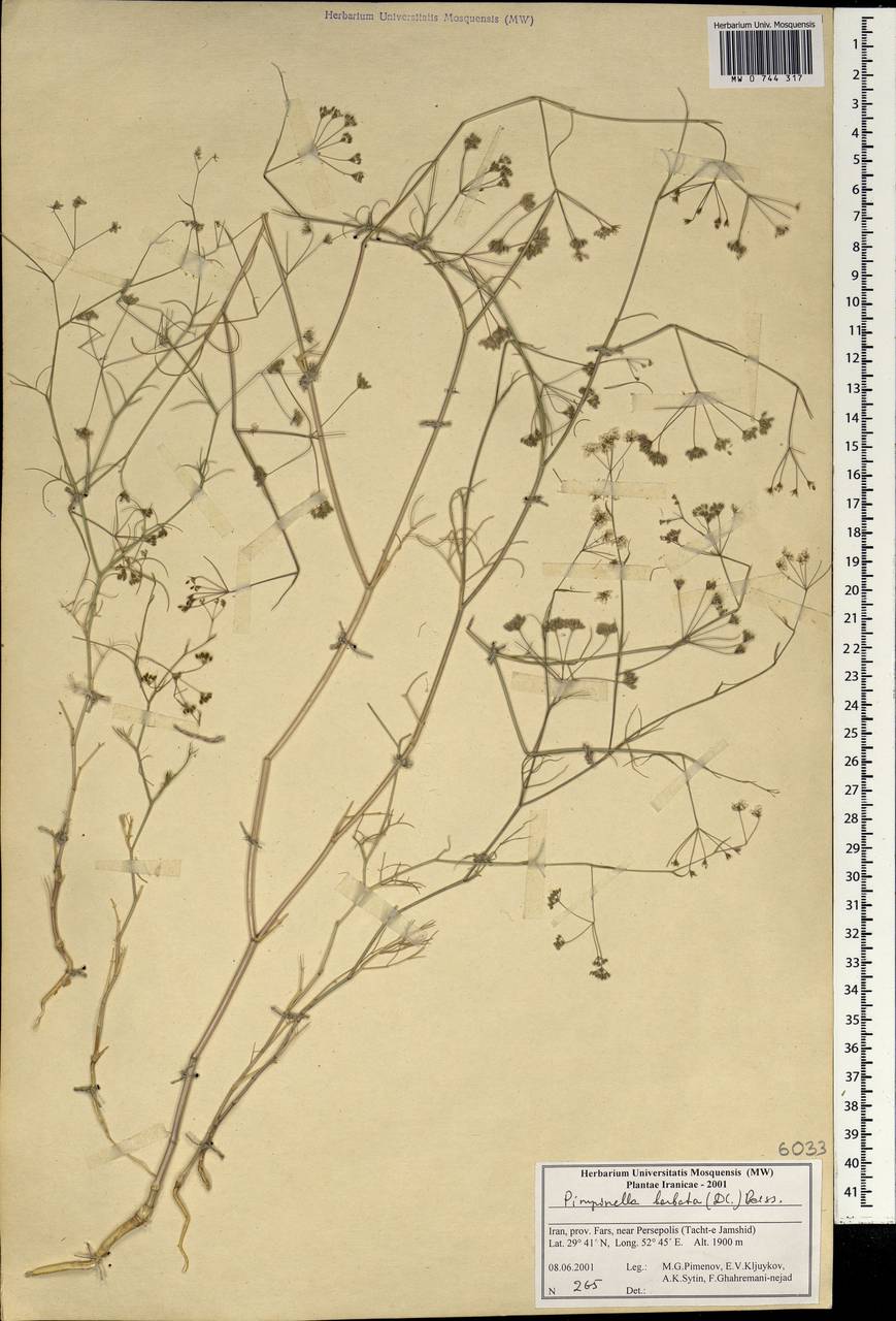 Pimpinella barbata (DC.) Boiss., Зарубежная Азия (ASIA) (Иран)