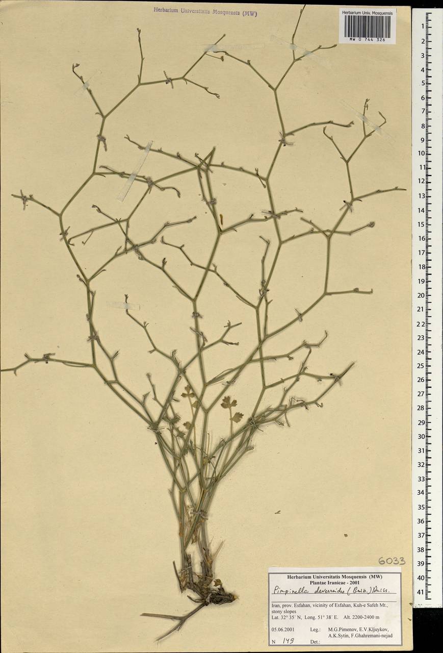 Бедренец деверровидный (Boiss.) Boiss., Зарубежная Азия (ASIA) (Иран)