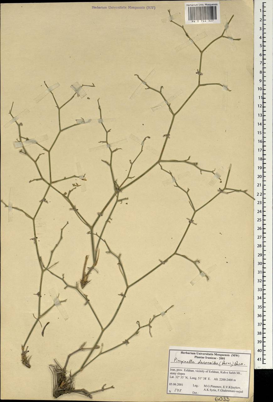 Бедренец деверровидный (Boiss.) Boiss., Зарубежная Азия (ASIA) (Иран)