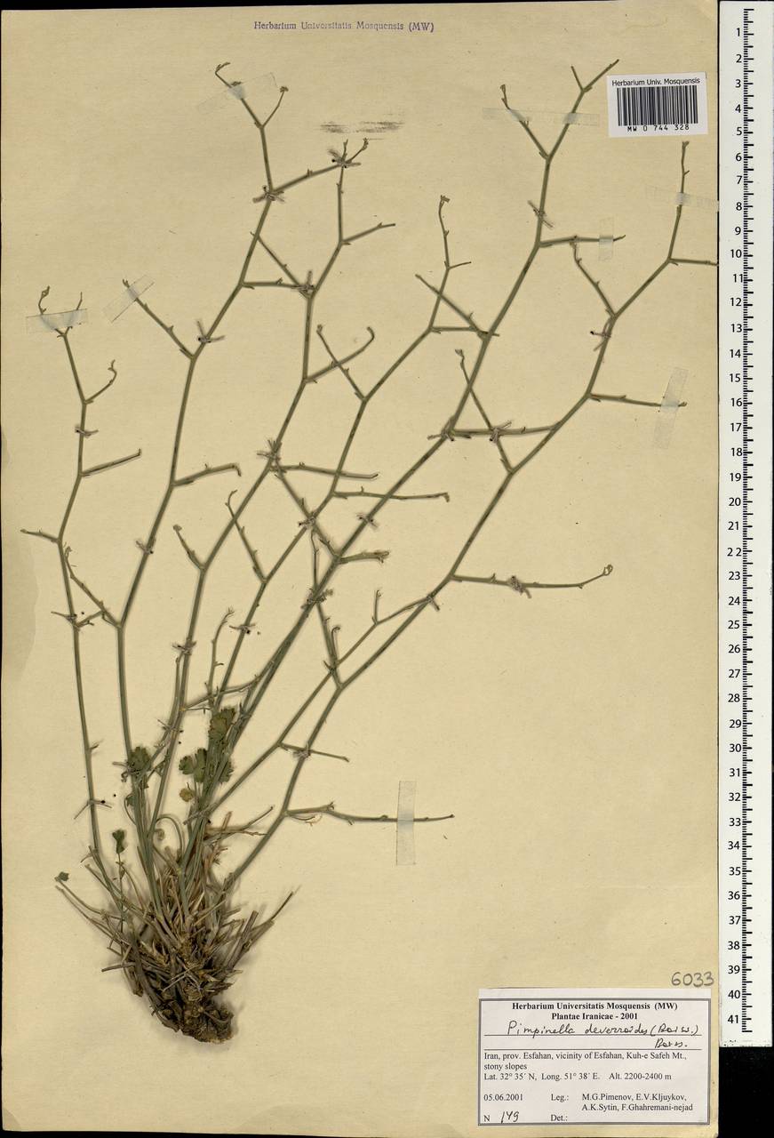 Бедренец деверровидный (Boiss.) Boiss., Зарубежная Азия (ASIA) (Иран)