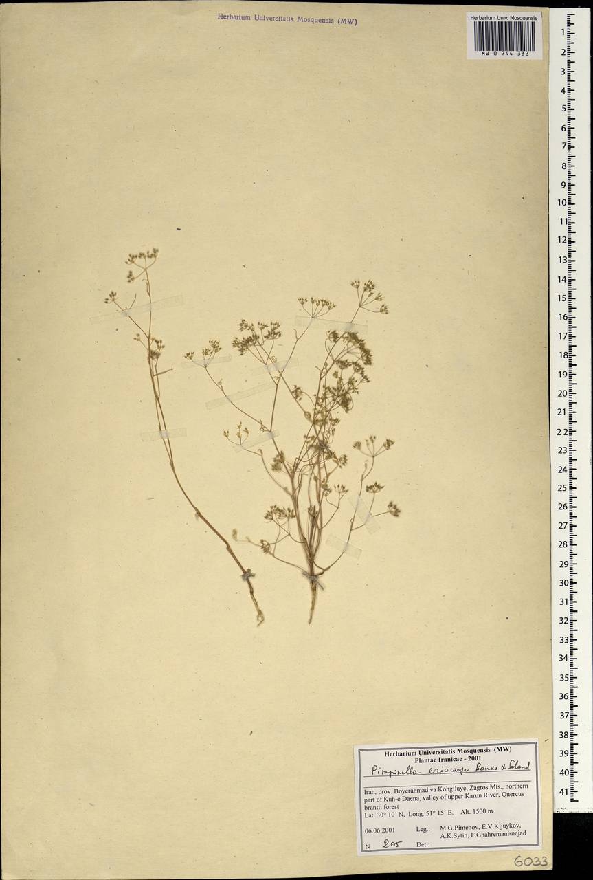 Бедренец шерстистоплодный Banks & Sol., Зарубежная Азия (ASIA) (Иран)