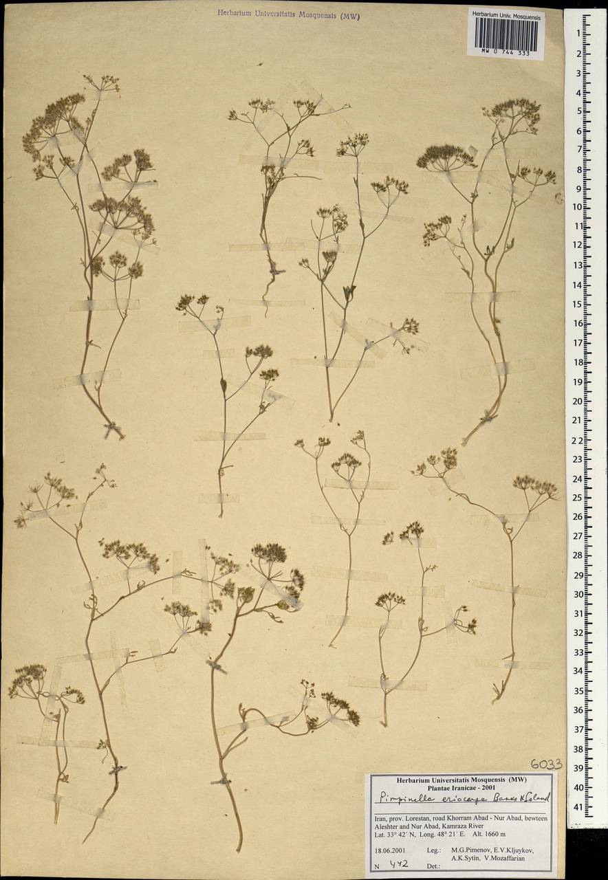 Бедренец шерстистоплодный Banks & Sol., Зарубежная Азия (ASIA) (Иран)