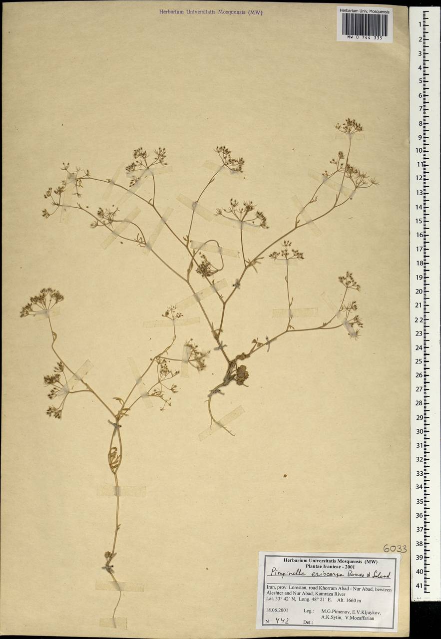 Бедренец шерстистоплодный Banks & Sol., Зарубежная Азия (ASIA) (Иран)