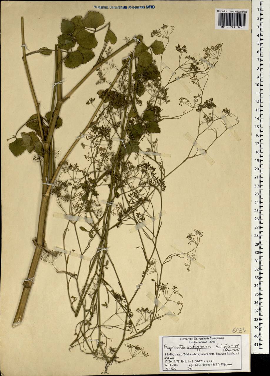 Бедренец Уоллича (Miq.) Gandhi, Зарубежная Азия (ASIA) (Индия)