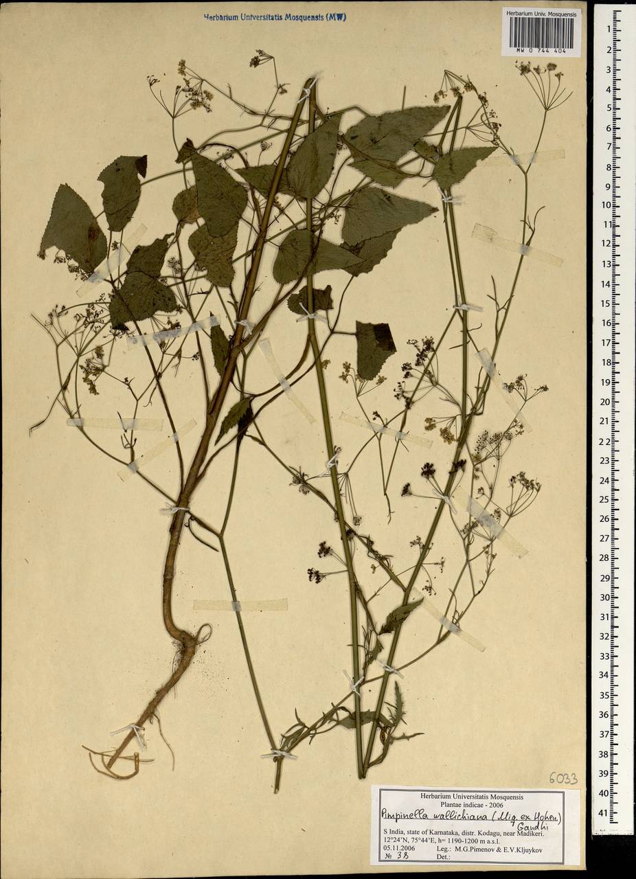 Бедренец Уоллича (Miq.) Gandhi, Зарубежная Азия (ASIA) (Индия)