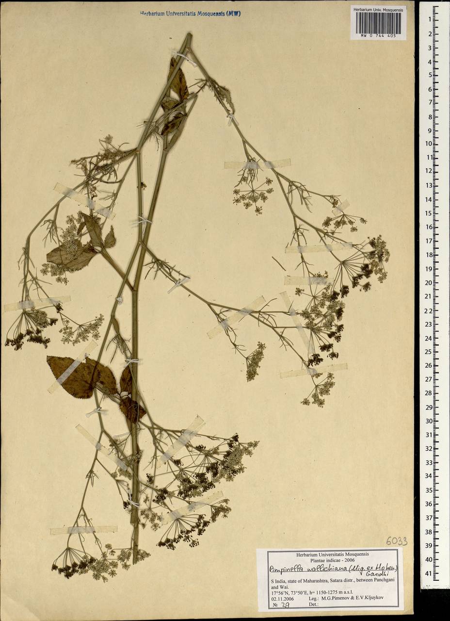 Бедренец Уоллича (Miq.) Gandhi, Зарубежная Азия (ASIA) (Индия)