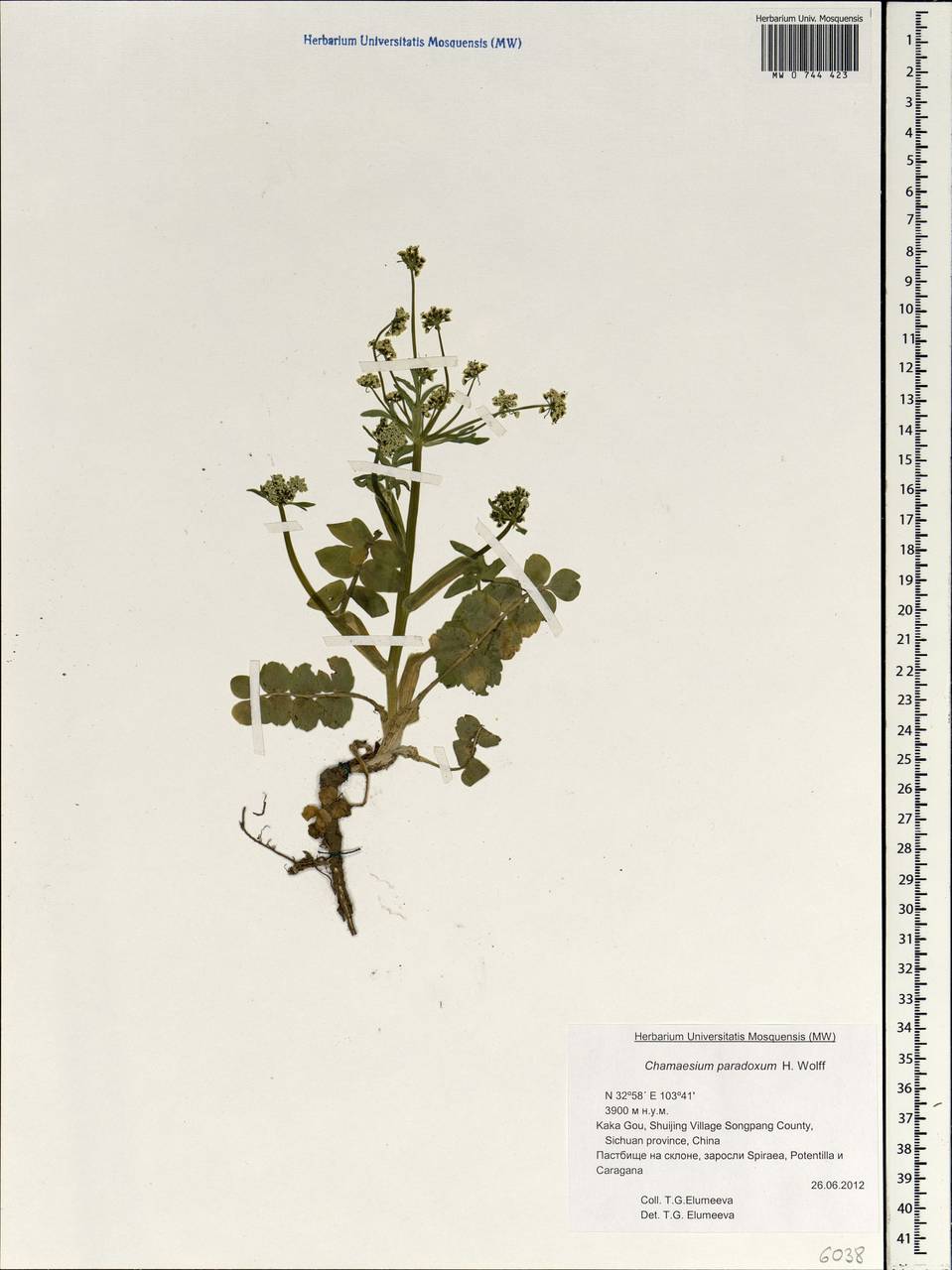 Хамезиум странный H. Wolff, Зарубежная Азия (ASIA) (КНР)