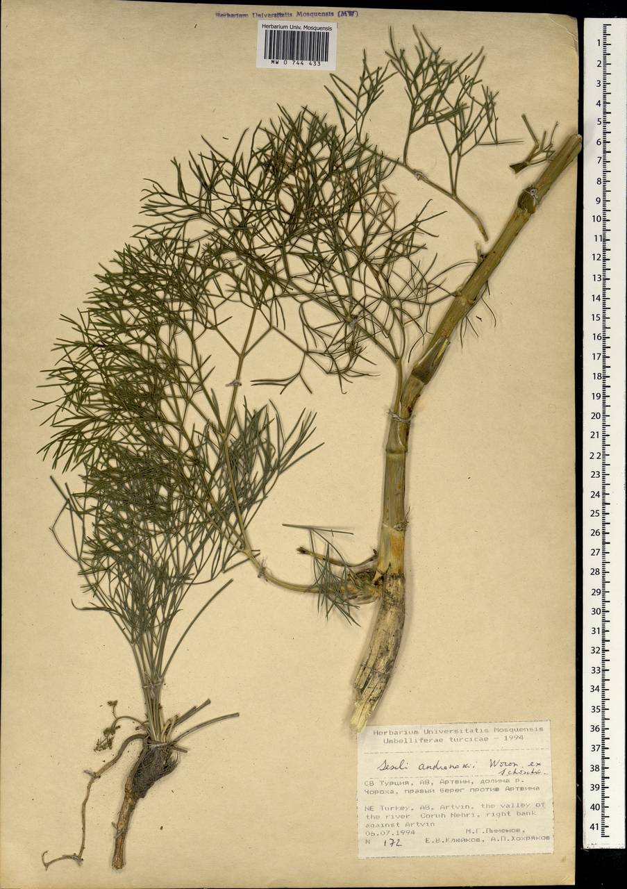 Seseli andronakii Woronow, Зарубежная Азия (ASIA) (Турция)